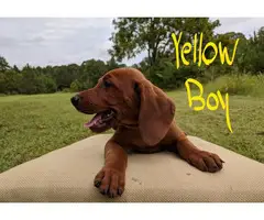 3 boys Redbone Coonhound puppies available - 9