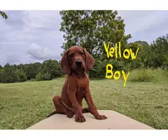 3 boys Redbone Coonhound puppies available - 10