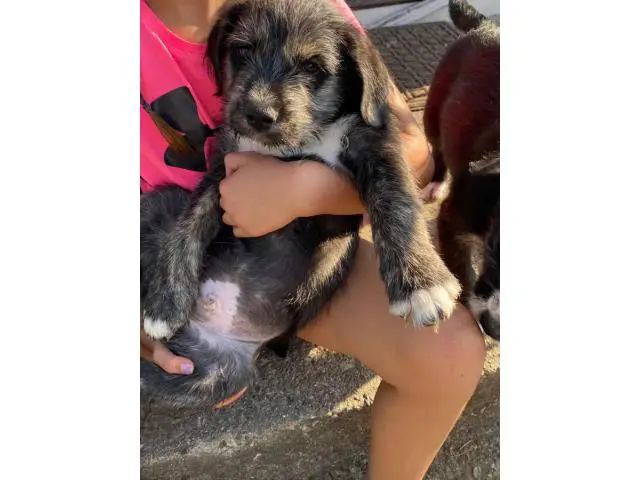 5 old english sheepdog mix puppies looking to find good homes - 1/5