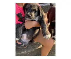 5 old english sheepdog mix puppies looking to find good homes