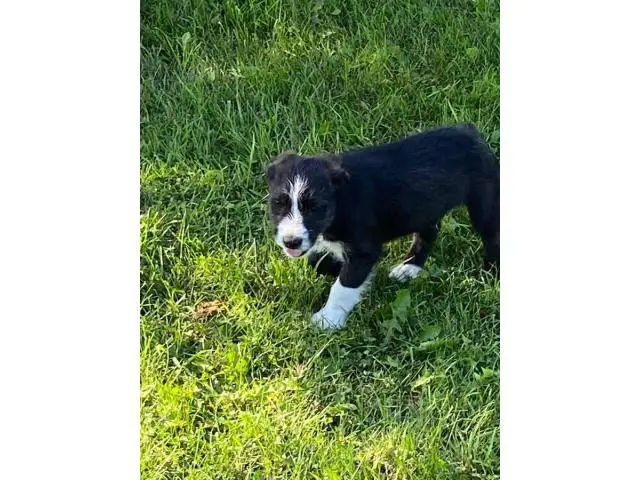5 old english sheepdog mix puppies looking to find good homes - 2/5