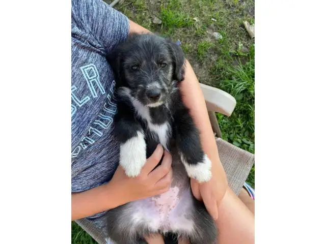 5 old english sheepdog mix puppies looking to find good homes - 4/5