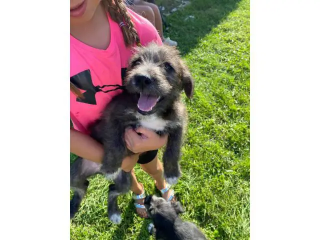 5 old english sheepdog mix puppies looking to find good homes - 5/5