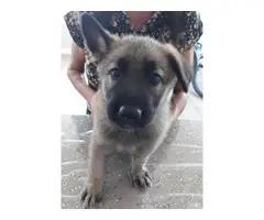 Male and female sable german shepherd puppies for sale