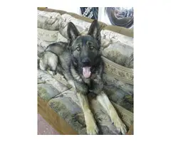 Male and female sable german shepherd puppies for sale - 4