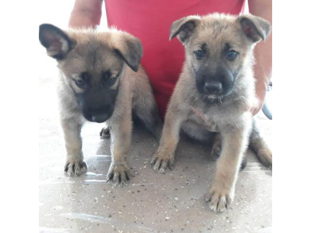 Male and female sable german shepherd puppies for sale Albuquerque ...