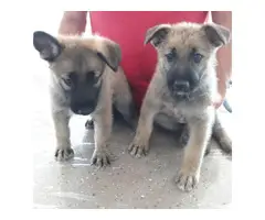 Male and female sable german shepherd puppies for sale - 6