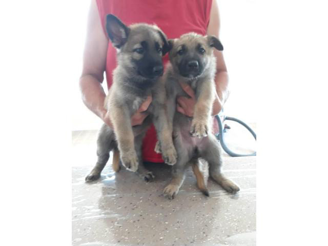 Male and female sable german shepherd puppies for sale Albuquerque ...