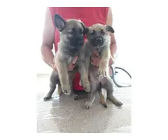 Male and female sable german shepherd puppies for sale - 8