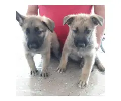Male and female sable german shepherd puppies for sale - 12