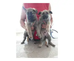 Male and female sable german shepherd puppies for sale - 13