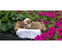 English Boston Terrier puppies pet - 3