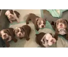 Bulldog Puppies for sale - 6