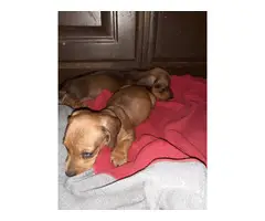 Two red males lovely dachshund for sale