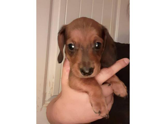 Two red males lovely dachshund for sale in Gilbert ...