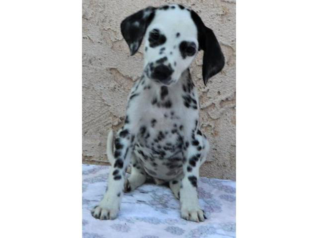 Two lovely dalmatian puppies for sale in Philadelphia
