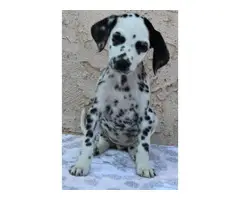 Two lovely dalmatian puppies  for sale