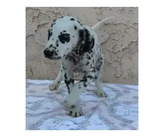 Two lovely dalmatian puppies  for sale - 2