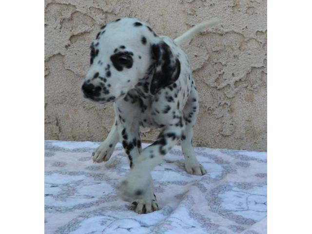 Two lovely dalmatian puppies for sale in Philadelphia