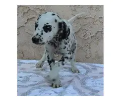 Two lovely dalmatian puppies  for sale - 3