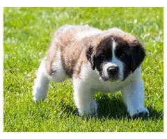 Two male and female Saint Bernard lovely puppies for sale