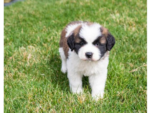 Two male and female Saint Bernard lovely puppies for sale Portland ...