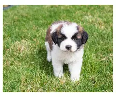 Two male and female Saint Bernard lovely puppies for sale - 2