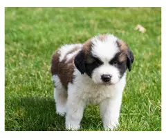 Two male and female Saint Bernard lovely puppies for sale - 3