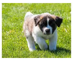 Two male and female Saint Bernard lovely puppies for sale - 4