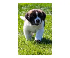 Two male and female Saint Bernard lovely puppies for sale - 5