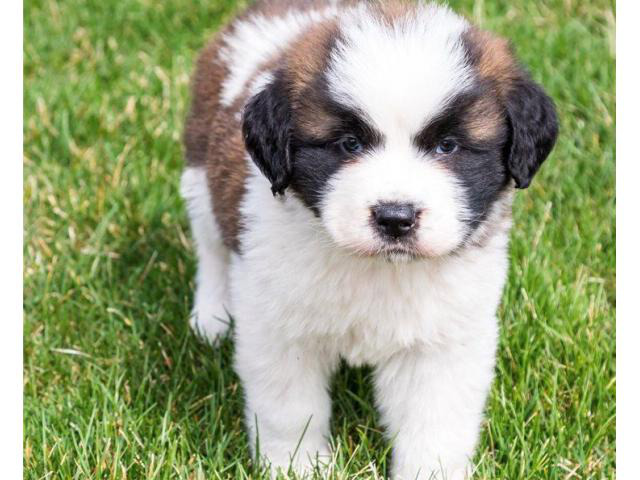 Two male and female Saint Bernard lovely puppies for sale Portland ...