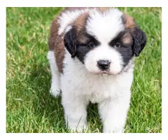 Two male and female Saint Bernard lovely puppies for sale - 6