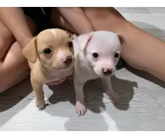 Two 8 weeks old white & tan little toy chihuahua puppies - 1