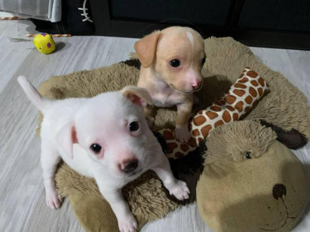 Two 8 weeks old white & tan little toy chihuahua puppies in Elk Grove