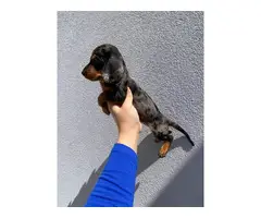 2 males and 1 female  dapple dachshund puppies up for sale - 1