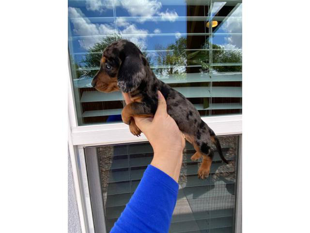 2 males and 1 female dapple dachshund puppies up for sale