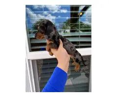 2 males and 1 female  dapple dachshund puppies up for sale - 2