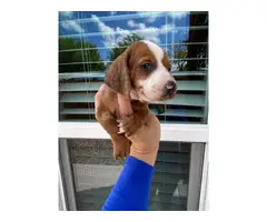 2 males and 1 female  dapple dachshund puppies up for sale - 3