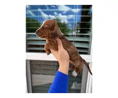 2 males and 1 female  dapple dachshund puppies up for sale - 4
