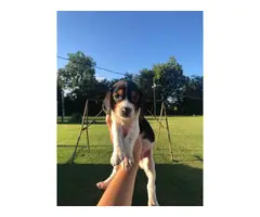 cute lemon and tri beagle puppies