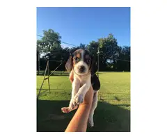 cute lemon and tri beagle puppies - 2