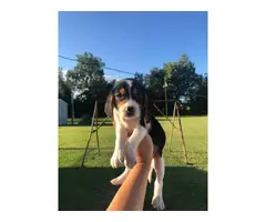 cute lemon and tri beagle puppies - 3