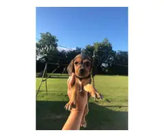 cute lemon and tri beagle puppies - 5
