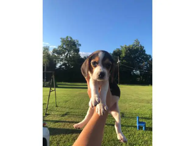 cute lemon and tri beagle puppies - 7/8