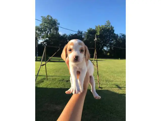 cute lemon and tri beagle puppies - 8/8