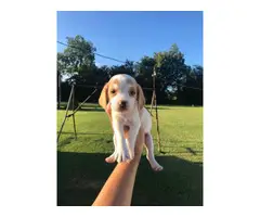 cute lemon and tri beagle puppies - 8