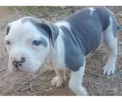 2 males and 1 female American Pit Bull Terrier puppies up for sale - 1