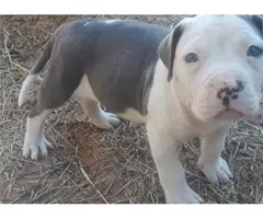 2 males and 1 female American Pit Bull Terrier puppies up for sale - 2