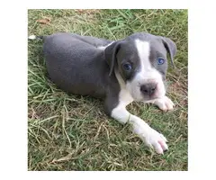 2 males and 1 female American Pit Bull Terrier puppies up for sale - 3