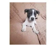 2 males and 1 female American Pit Bull Terrier puppies up for sale - 4
